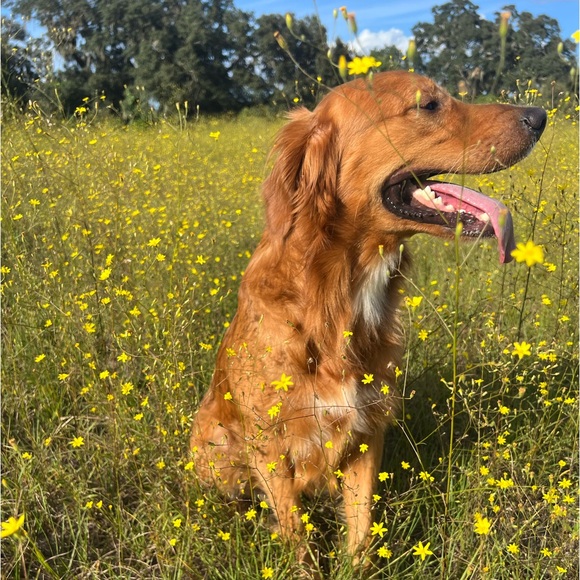 Meet your Posher, Alli - Picture 2 of 2